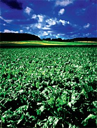 Kulturlandschaft